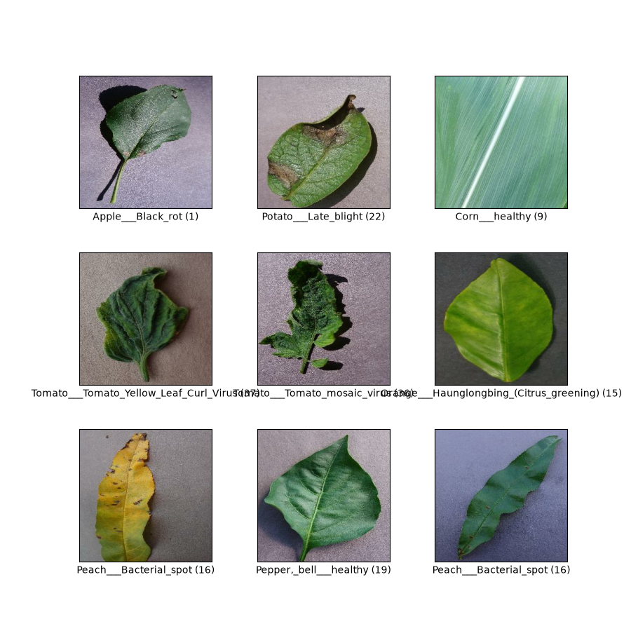 plot 5 transfer learning